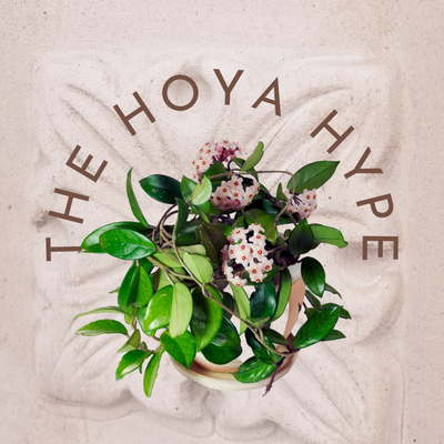 The Hoya Hype
