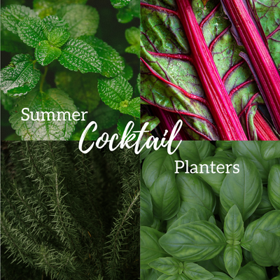 Summer Cocktail Planters & Recipes