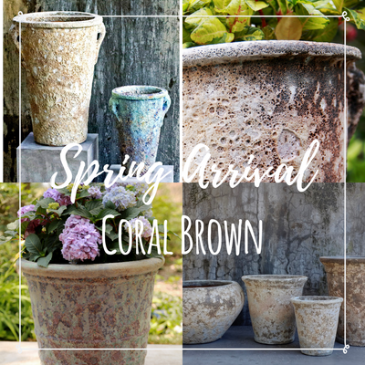 Spring Arrival: Coral Brown