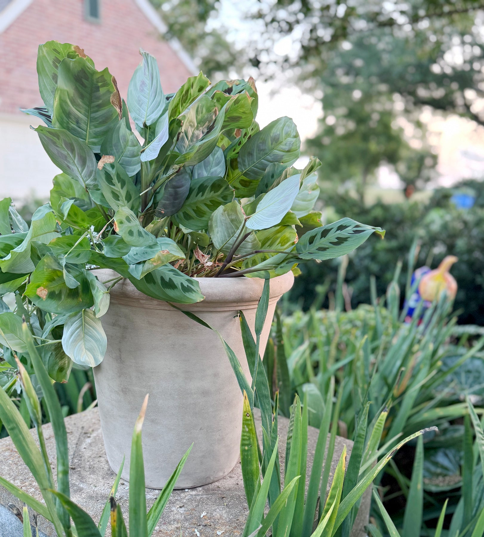 Angamese Ella Planter – Anamese Garden & Home