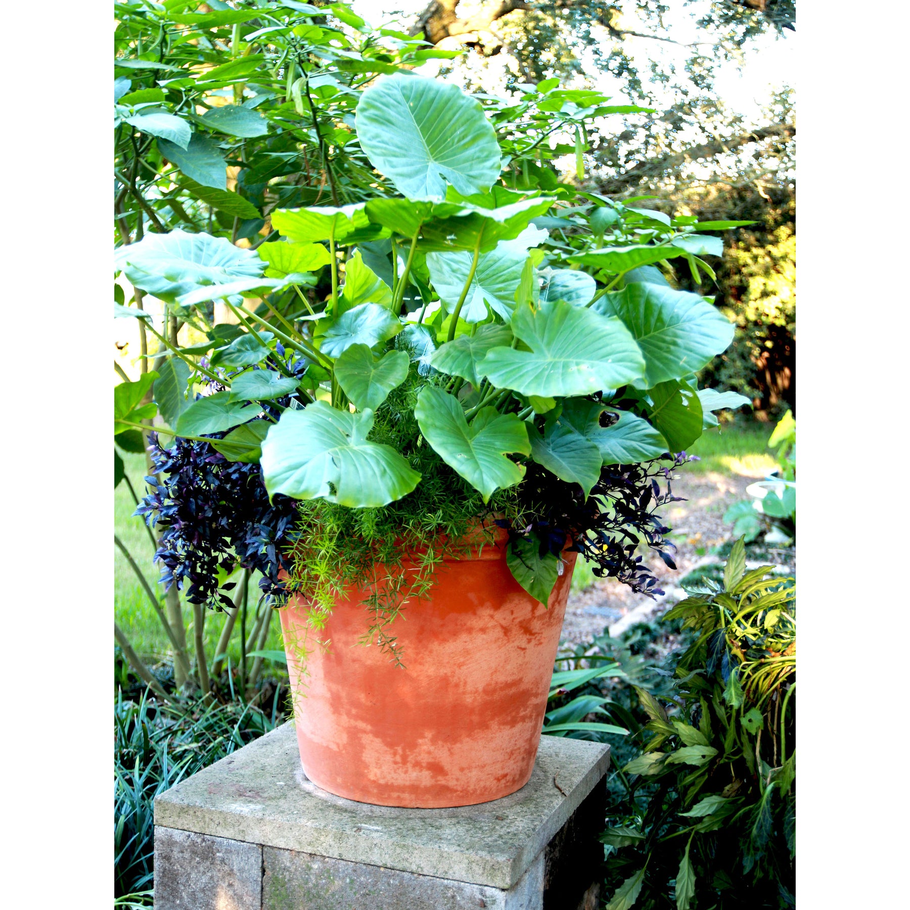 Bucket Home & Collection Anamese Garden – Planter