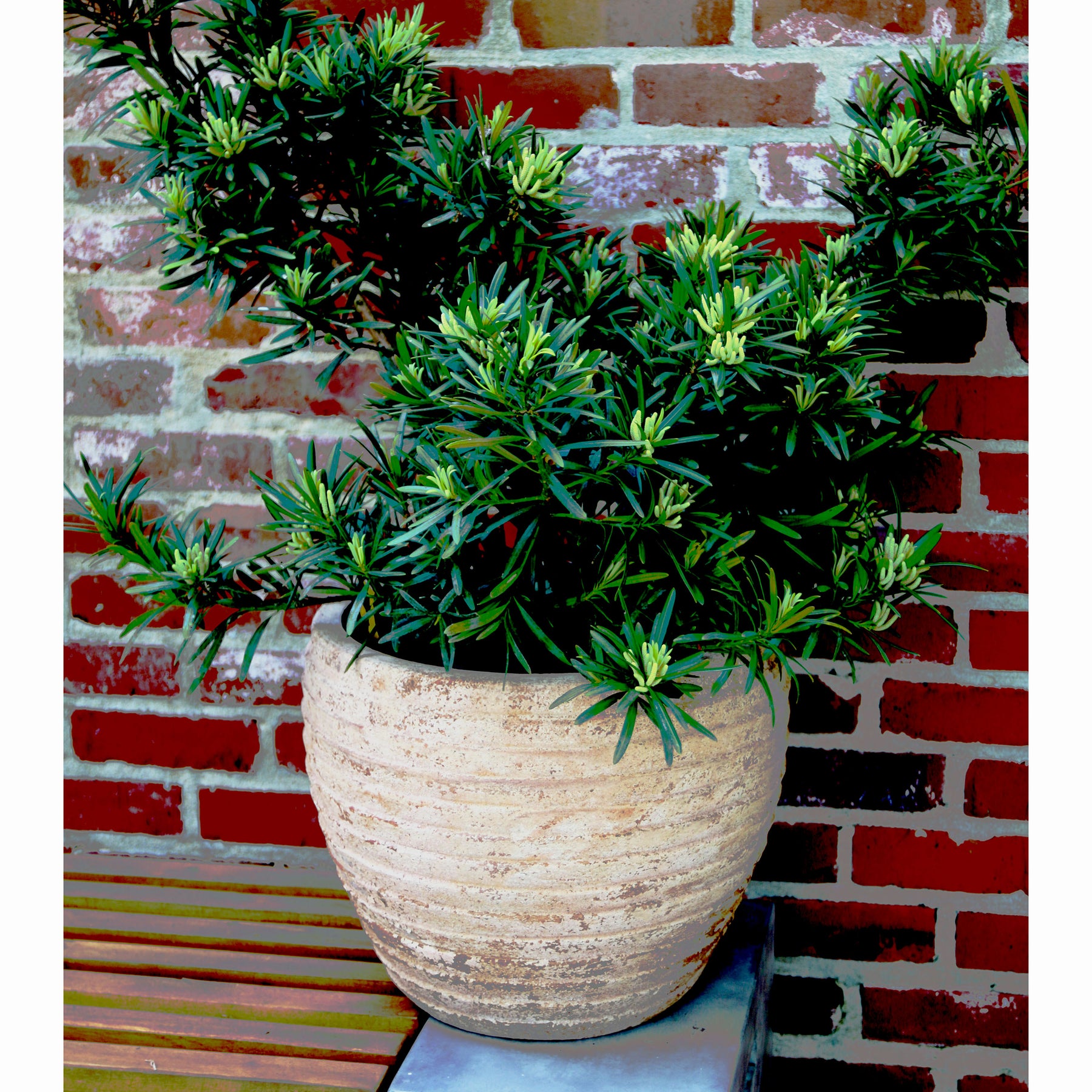 Angamese Antique Ring Planter – Anamese Garden & Home